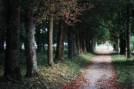 I Came Across A Fallen Tree I Felt The Branches Of It Looking At Me Is This The Place We Used To Love Is This The Pla Nature Places To See The Great Outdoors