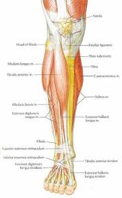 As these muscles contract and relax, they move skeletal bones to create movement of the. 520 Anatomy Ideas Anatomy Anatomy And Physiology Human Anatomy And Physiology