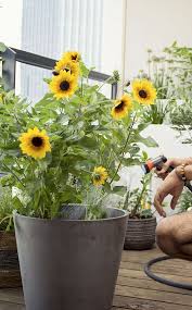 forte chaleur les bons gestes au jardin gardena chaleur jardins arrosage