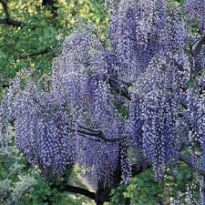 Image result for Lankesteria alba