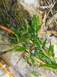 Image result for Potamogeton richardii