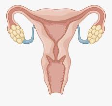 The small intestine is quite a bit longer than the large intestine. Female Reproductive System Not Labeled Free Transparent Clipart Clipartkey
