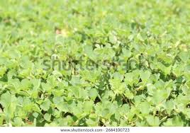 Image result for Grona triflora