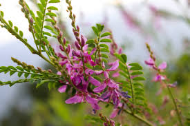 Image result for Indigofera setiflora