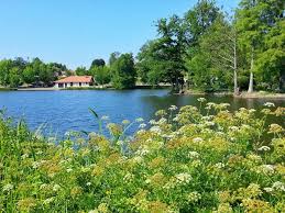 Pin On La Nature Dans Les Landes