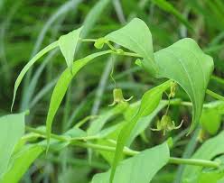 Image result for Jasminum streptopus