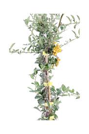Image result for Pyracantha coccinea soleil d'or
