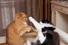 Kedilerde Davranis Problemi Saldirganlik Turleri My Animals