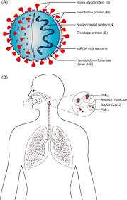 5 out of 5 stars. Present Cum Future Of Sars Cov 2 Virus And Its Associated Control Of Virus Laden Air Pollutants Leading To Potential Environmental Threat A Global Review Sciencedirect