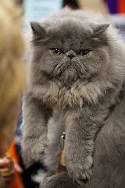 Grey Cat Stare 2 Cats Persian Cat Cat Breeds