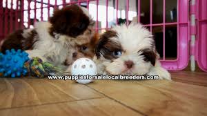 This little girls mom was actually a pug/beagle cross (puggle) and dad a purebred shihtzu. Puppies For Sale Local Breeders Chocolate Shih Tzu Puppies For Sale Georgia At Lawrenceville Puppies For Sale Local Breeders