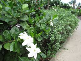 Gardenia bloom on new wood so early heavy pruning will not effect flowering. How To Care For A Gardenia Bush Ask Solutions