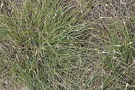 Image result for Abildgaardia ovata