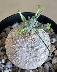 Image result for Trochomeria