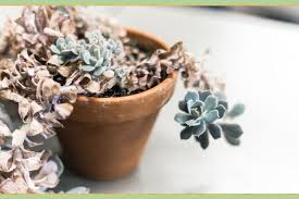 Some of the first plants to greet us with flowers during this period are bulb plants. What To Plant In A Greenhouse In Louisiana Winter Summer