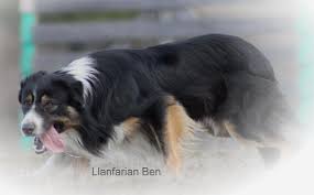 En ligne, on vous en propose une sélection, expédiable à petit prix ou exceptionnelle et qui vaut le déplacement ! Le Border Collie Premier Chien De Berger Francais