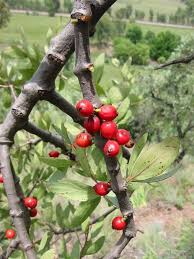 Image result for Tapinanthus oleifolius