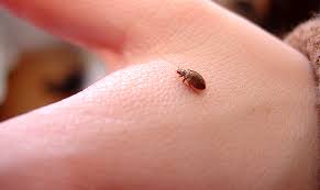 They will damage wall coverings and wood. What Do I Need To Know About The Bugs In My Home