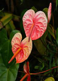 Anthurium Andraeanum Anthurium Flamingo Lily Flamingo Flower Oilcloth Flower Tail Flower Hawaiian Plants And Tropical Flowers