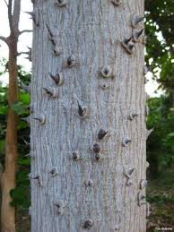 Image result for Erythrina sacleuxii