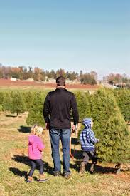 When it comes to christmas trees, i have started an inadvertent, unpleasant holiday tradition. 10 Tips On How To Choose Cut Down Your Own Christmas Tree