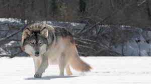 Find the perfect wolf picture from over 2,000 of the best wolf images. Wallpaper 4k Wild Wolf 4k 4k Wallpapers Animals Wallpapers Hd Wallpapers Wolf Wallpapers