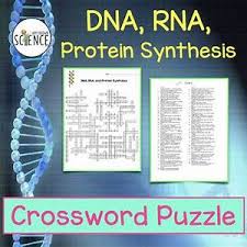 Which type of rna copies dna's instructions in the nucleus? Rna And Protein Synthesis Study Guide Answers