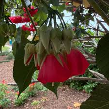 Image result for Dombeya kirkii