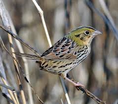 Birds Native To Indiana Pin By Endangered Species On Endangered Species Illinois Bird Species Endangered Species Birds