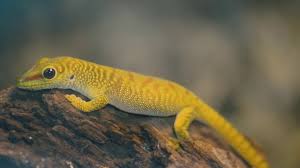 Our business philosophy is to not only provide quality animals and plants. Exotic Reptiles Amphibians Plants Buy Online