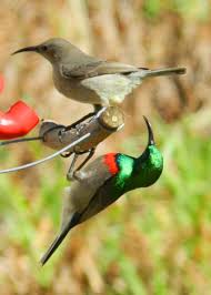 Small Wild Birds Of South Africa Double Collared Sunbird And Ladyfriend Simon S Town Cape Town South Africa Oiseaux Animaux Colibris