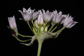 Image result for Emiliella drummondii