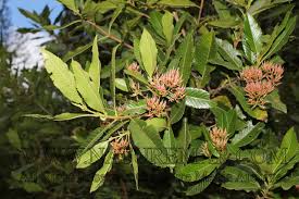 Image result for Cunoniaceae