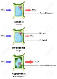 We did not find results for: Diagram Showing Plant Cell On Isolated Background Illustration Royalty Free Cliparts Vectors And Stock Illustration Image 140336930