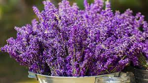 Das frühjahr ist der beste zeitpunkt, um einen lavendel umzupflanzen. Lavendel Pflanzen Vermehren Uberwintern Trocknen So Geht S