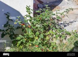 Image result for Solanum villosum