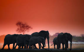 Consigue aquí los mejores fondos de pantalla para móvil, tablet y ordenador gratis. Elefante Fondos De Pantalla Fondos De Escritorio 4250x2619 Id 641159 Animales Salvajes Reino Animal Animales Africanos