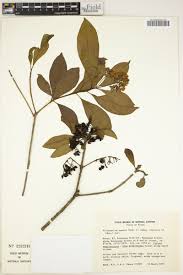Image result for Pittosporum abyssinicum