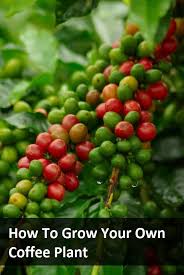 The coffees we call bourbon today stem from plants transported to ile bourbon with the french. How To Grow Your Own Coffee Plant Growing Coffee Coffee Plant Food Garden