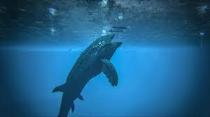The alpha leedsichthys can be scraped for prime fish meat, much like it's regular counterpart. Ark Leedsichthys Hunt How I Killed The Jaws Of Survival Evolved Pcgamesn