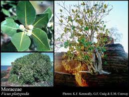 Image result for Moraceae