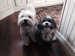 Havenese Sisters Havanese Dogs Havanese Puppies Havanese