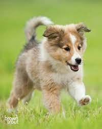 Please stop in our unique pet store or give us a ring. Shetland Sheepdog Dog Breed Information Kittens And Puppies Dog Breeds Shetland Sheepdog Puppies