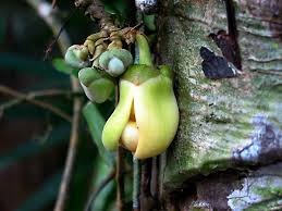 Image result for Monoon