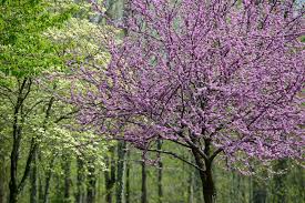There are approximately 25 native tree species in the state of washington. The Best Flowering Trees In The Spring In North Carolina Point Of Blue