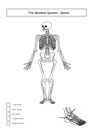 Clavicle fracture with broken collarbone vector illustration. Unlabeled Occipital Skull Worksheet Printable Worksheets And Activities For Teachers Parents Tutors And Homeschool Families