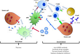 Jul 08, 2020 · perjeta and herceptin are examples of immune targeted therapy. Immunotherapy In Her2 Positive Breast Cancer State Of The Art And Future Perspectives Journal Of Hematology Oncology Full Text