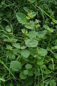 Image result for Boerhavia