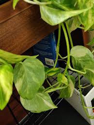 The leaves of a pothos deprived of water curl, then become limp and wilted. Yellowing Limp Pothos Album On Imgur