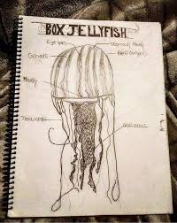 Check spelling or type a new query. Sketches Box Jellyfish Wattpad